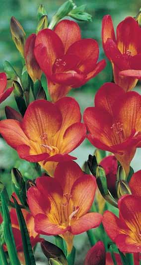 65 Red Freesia, 15 Bulbs Freesia rojo 15 Bulbos This garden essential grows from 12 18 tall