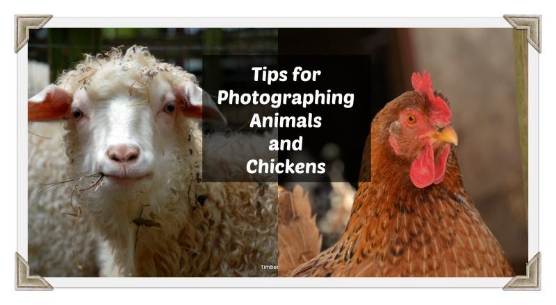 6 Tips for Photographing Animals and Chickens Photographing animals is important to me as a writer and blogger. Photographs help tell a story.