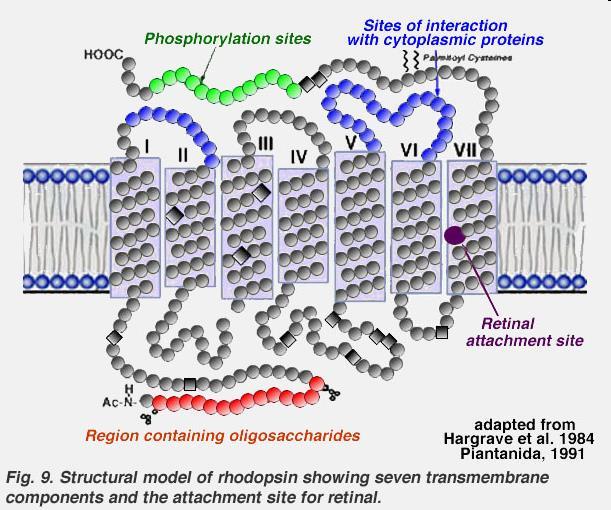 Visual Pigments: Auxochrome Opsin Promote electron delocalization and charge perturbation Lowers energy