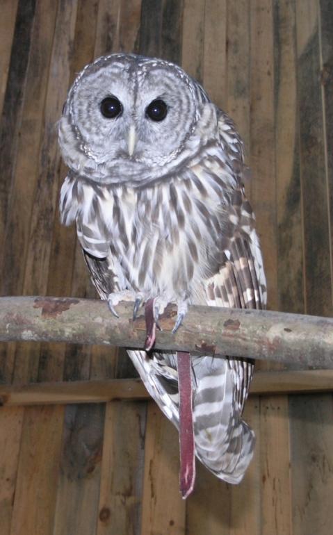 New Hampshire Wildlife: Indoor/Large Group Programs, Continued Grades 1-8 Programs: Available Year Round Cost: $195 (unless otherwise noted) Time: 60 minutes Group Size: 75 students maximum Wings of