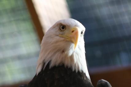 New Hampshire Wildlife: Indoor/Large Group Programs, Continued Avian Adventures: NH Birds What makes birds different from other animals?