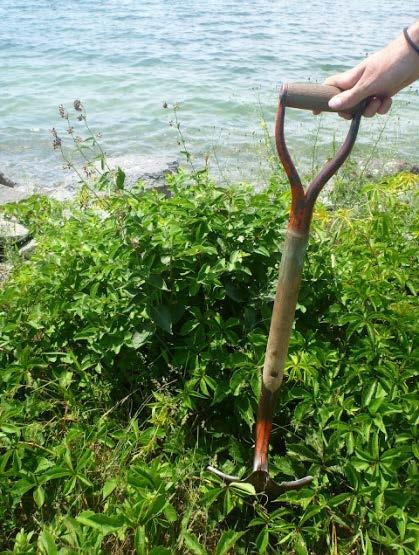 Although Water Chestnut plants were observed within an approximately 20-acre area, occurrences were dispersed and mainly consisted of clusters containing less than 10 plants, with an estimated total
