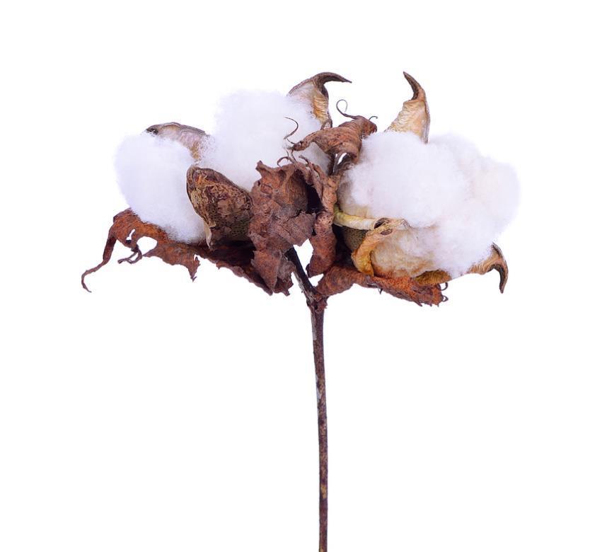 Cotton The fruit of a cotton plant is a capsule called a boll The mature seed splits open to reveal the fibres Once