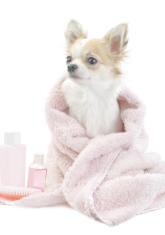 Pamper your Pets Our range of VIP PetCare products (Very Important Pets) have been specially formulated to eliminate the unwanted smells from your four legged friends.