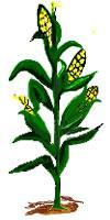 Ag Business Ethanol Manufacturer Clean Fuel Company Name: Al-Corn Clean Fuel Contact: Randy Doyle, CEO Address: 797 5 th Street, Claremont, MN 55924 Phone: 507-681-7100 Ischlaak@al-corn.com www.