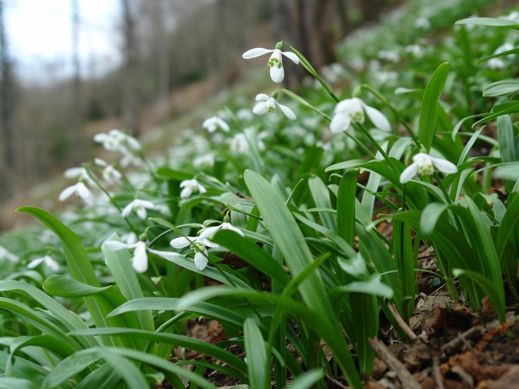 Assessing Harvest Levels for Galanthus woronowii in Georgia and the Challenge of making a Non-Detriment Finding David Kikodze Tbilisi Botanical