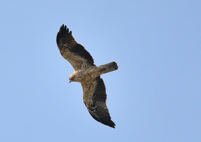 hovering over the shallows right in front of our hotel and thirteen seconds later a Booted Eagle (lifer) was hovering