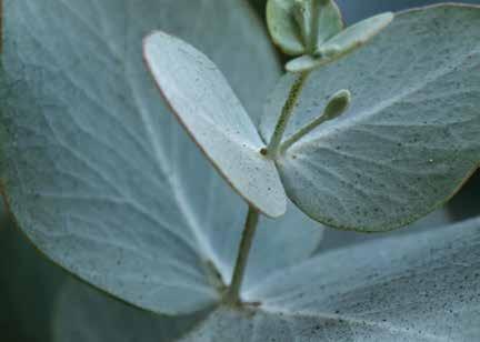 MID Eucalyptus, Lily, Lotus, Seagrass BASE Musk,