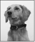 collars need to be very snug around the dog s neck to work properly. They must be just tight enough to allow the contacts or electrodes to make good contact on your dog s skin.