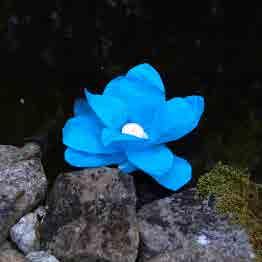 flower, Biodegradable Includes 3 hour tea light, Outdoor use only Floats on