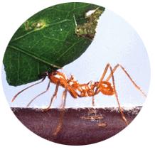How much leaf do leaf cutter ants chew? Activity Overview Leaf cutting ants carry away leaf pieces that are up to 30 times their weight.