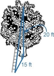 Question 9: If an apple picker has a tree that is 20 ft tall and needs the ladder to be placed