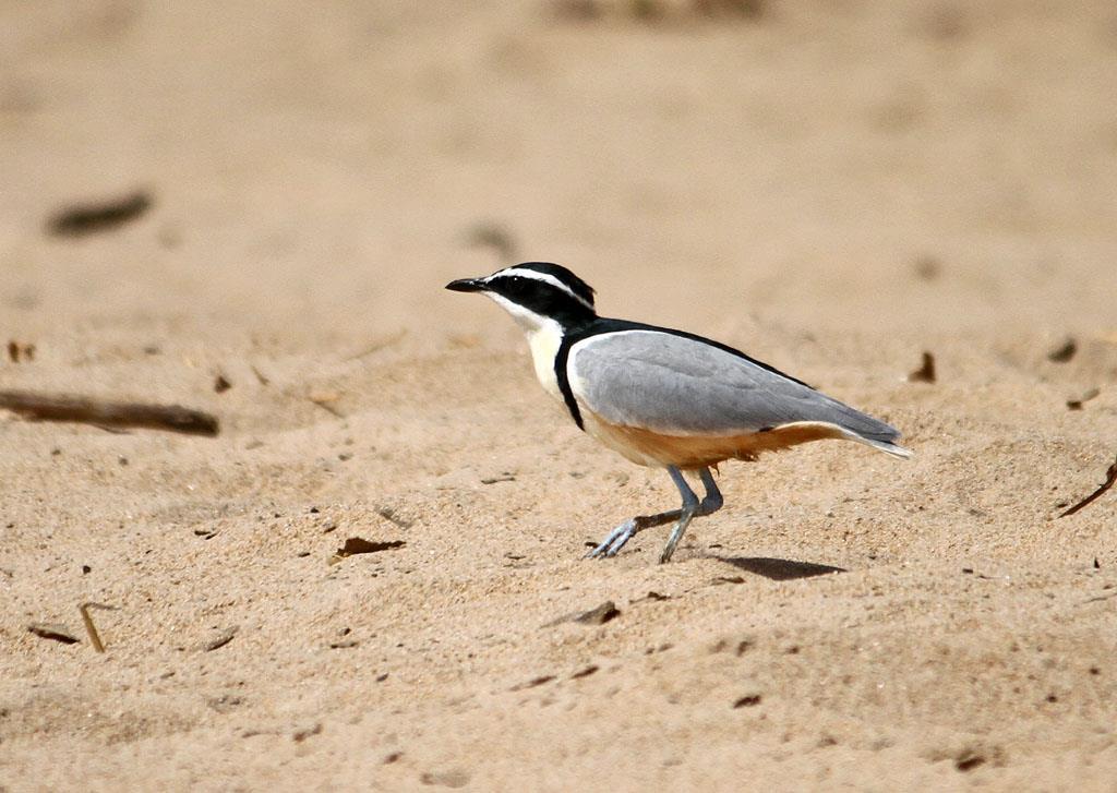 We arrived at the plover site on the upper White Volta river and started walking along the banks. We found our first pair of Egyptian Plovers almost immediately and had good scope views.