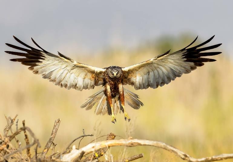 In the Castilla we hope for great images of Marsh Harriers, Lesser Kestrels, Hoopoe, Roller, White-headed Duck, and