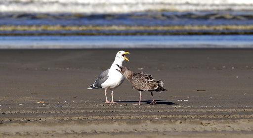 In this photo taken Sept. 28, 2017, a large immature gull that was collected as part of a citizen patrol surveying dead birds that wash ashore on beaches along the U.S. West Coast is prepared to be photographed, in Ocean Shores, Wash.