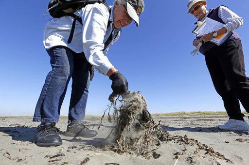 The long-running Washington tracks dead seabirds as an indicator of the coastal environment's health.