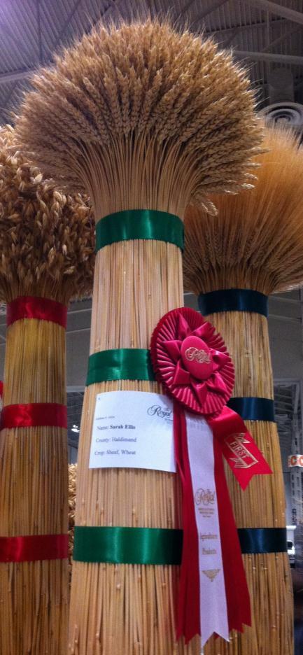 Competition The Champion Barley, Oat, and