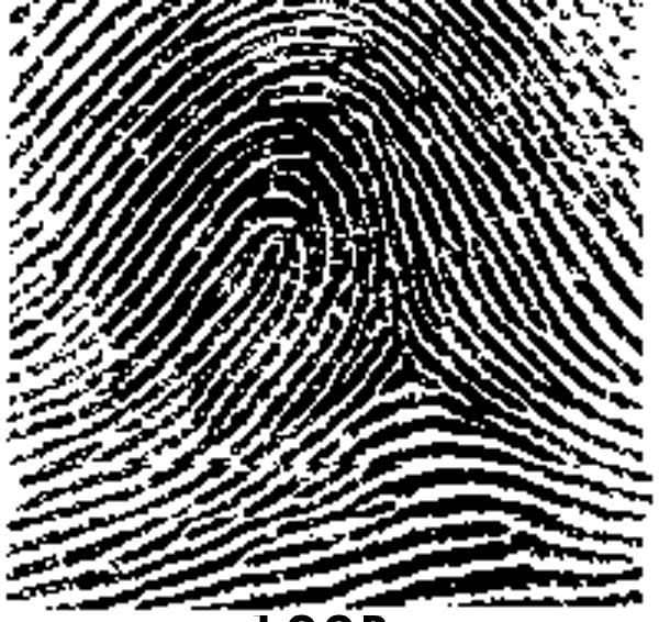 Background Information, continued ANALYZING FINGERPRINTS While not as definitive as DNA fingerprinting, traditional fingerprinting remains an effective and rapid form of identification.