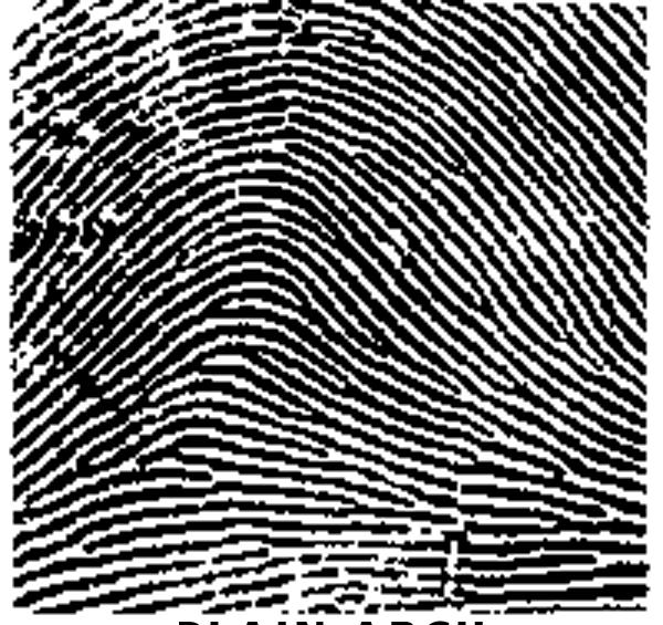 Fingerprints are divided into three patterns referred to as loops, whorls, and arches. Loops are the most common of fingerprint patterns, representing about 60% of the population.