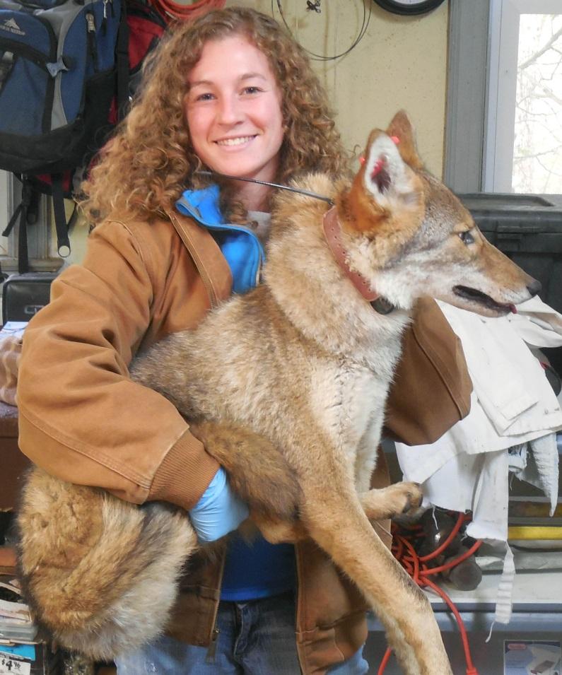 Treasurer Nominations 1. Ashley Wurth I am starting my 4th year as a Ph.D. student at The Ohio State University studying urban wildlife, with a focus on coyotes.
