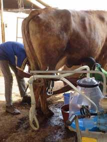 Metabolic disorders, in particular ketosis, are a key problem in commercial as well as traditional dairy cattle herds in Ouagadougou.