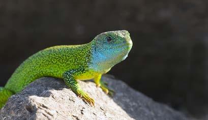 this European Green Lizard.
