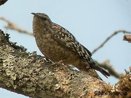 Blue-eared Starling, Southern Hyliota, Stierlings s Wren-warbler, Miombo Rock-Thrush, Green-capped