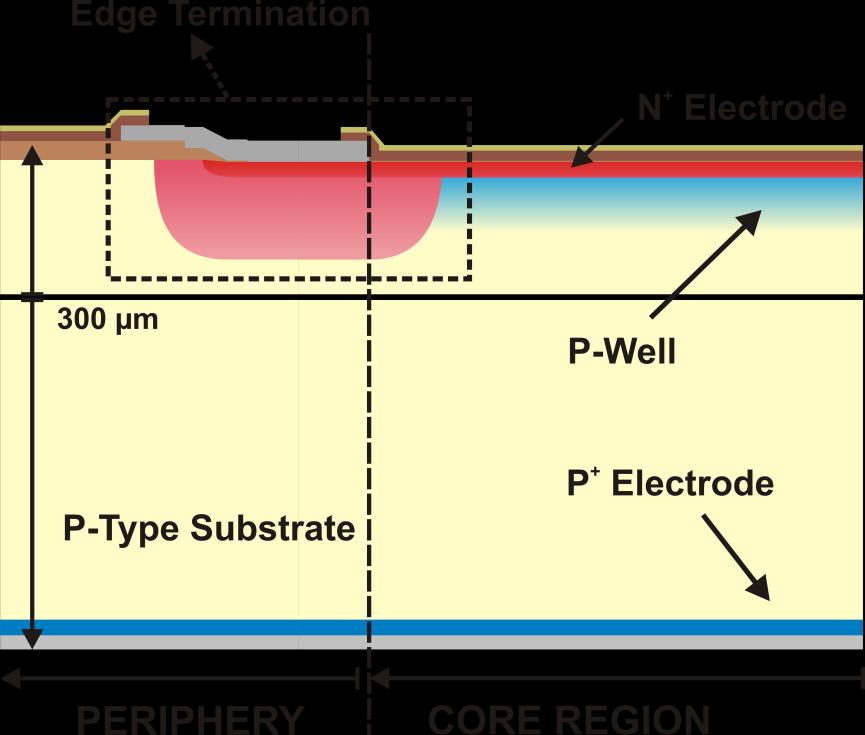 reversed bias conditions, to such an extent that the impact ionization mechanism allows electrons generated by the incident radiation to undergo avalanche multiplication before being collected.