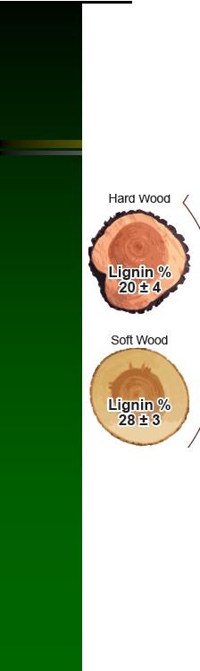Mechanical Pulping Yield(85+%) groundwood (27% lignin) thenno mechanical pulp (27% lignin) newsprint lowergradewriting