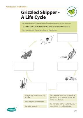 A PowerPoint presentation introduces the species to the children and explains the