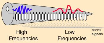 How we hear pitch High frequency