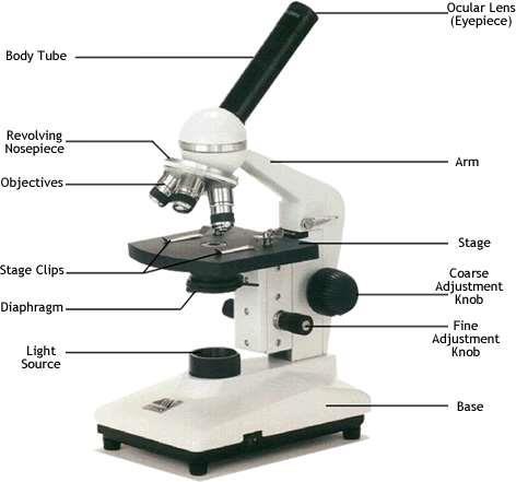 Exercise 3.1: Parts of a compound light microscope Begin by familiarizing yourself with the parts and functions of the compound microscope, which uses multiple lenses to magnify an image.