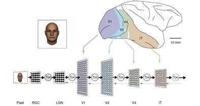 Mammalian Visual System visual processing is done in stages but it is not