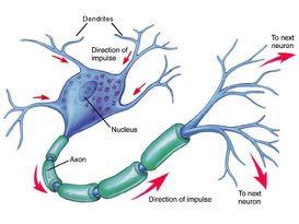 Neuron Mammalian Visual System