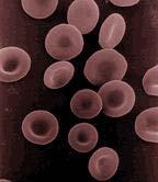helix 2 nm Red blood cells