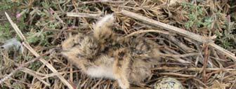 Effects of Mercury on Egg Hatchability Forster s Terns