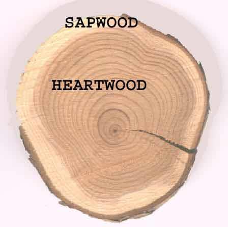 Heartwood/sapwood Heartwood usually darker in colour (extractives), generally more durable Also gums