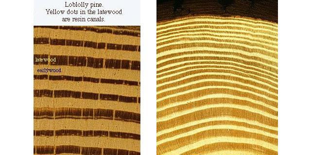 Earlywood/latewood proportions Wood is stronger the more latewood it contains (Strong relationship between density and strength of wood) Strength