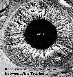 Pits: Interconnected cells Single pits: Pit aperture Cells contain structures known a pits These
