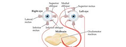 7 Physiology of the Eye (Part 2) 7 Eye Movements Vergence eye movements: Type of eye movement in which two eyes move in opposite