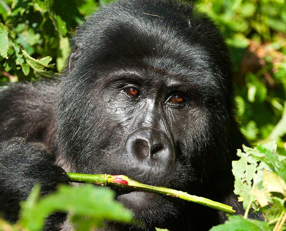 It s not often that you will see a mammal instead of a bird in the front cover of a Birdquest report, but Gorillas are certainly a major highlight of our Uganda tours.