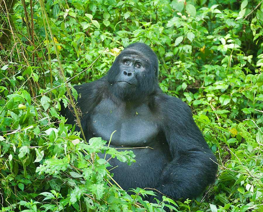 Bwindi Impenetrable Forest is considered to be the richest in East Africa for plant, mammal, bird and butterfly species: over 330 bird species have been recorded here, for example.