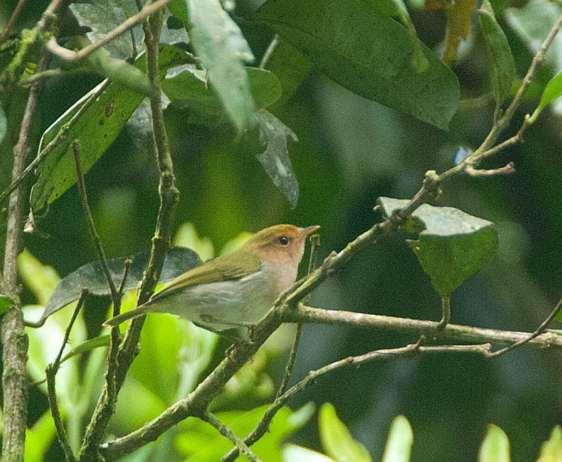 Several greenbuls were seen, including Ansorge s (first discovered in the country during 2001 Birdquest tour), Little, Slender-billed, Red-tailed, Kakamega and Cabanis s.