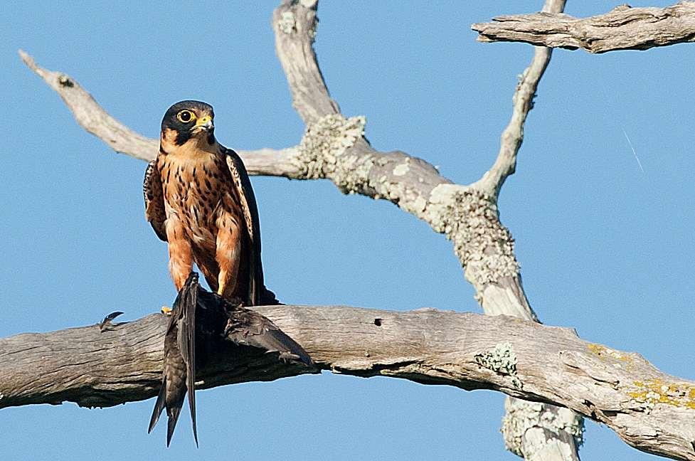 This African Hobby gave exceptional views as it fed on a Common Swift.