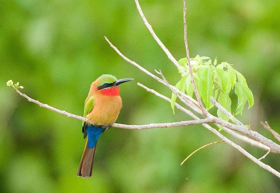 common Bee-eater at various locations in Uganda.