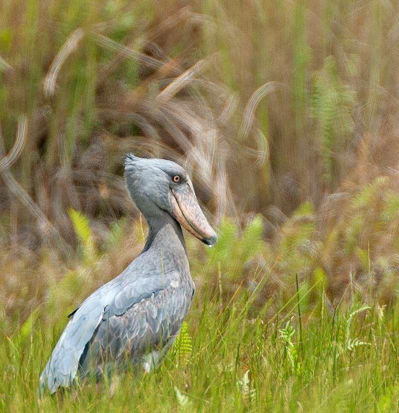 Uganda is THE place to see the unique Shoebill.