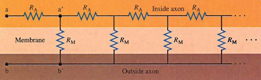 Problems 549 56 In Fig. 20 79, find the current through each resistor and the charge on each capacitor long after the switch is (a) opened; (b) closed. Fig. 20 79 *57 The axoplasm fluid inside the axon of a nerve cell has a resistivity of 2.