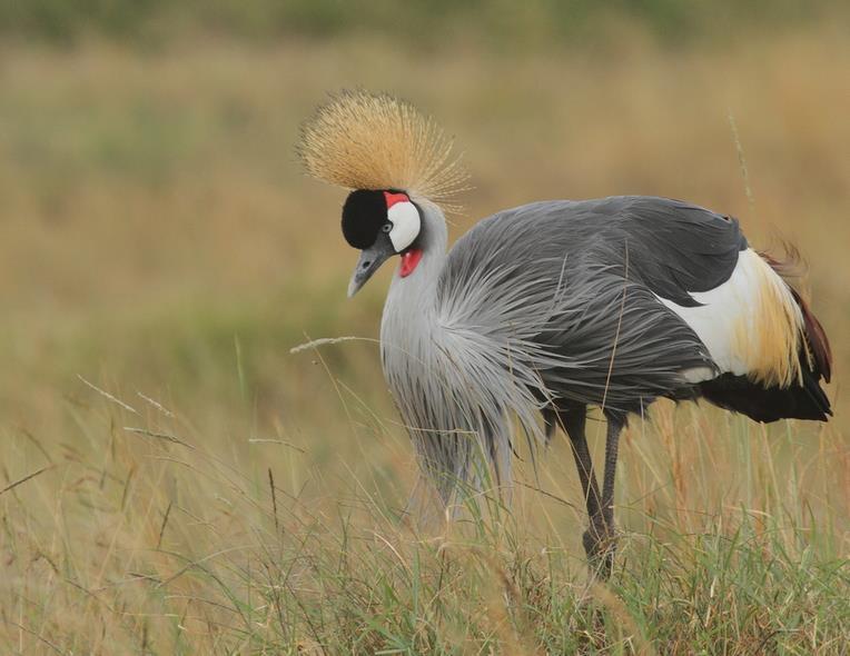 South Africa Kruger Park Bird & Wildlife Challenge 2019 - Wakkerstroom Extension 15 th to 17 th February 2019 (3 days) Grey Crowned Crane by David Hoddinott South Africa has