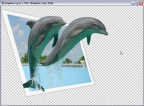 Click the Dolphin Copy layer to make it active. Now hit the delete key or Edit > Clear. Because we have the selection from the frame, everything outside of it will now be cleared.