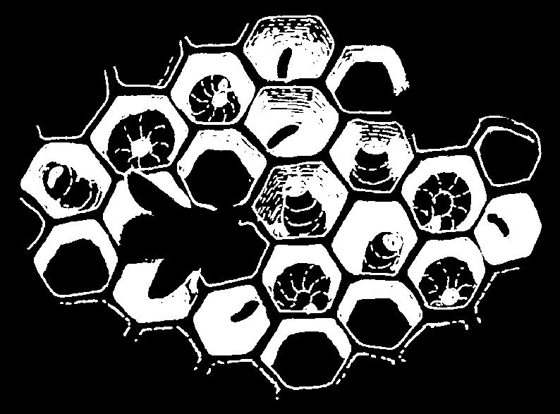 Hexagons in Our World Hexagons are seen in the natural world and in things that people make and use.